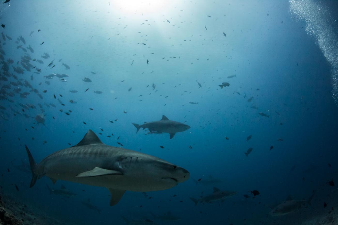 Tiger Shark in Fiji