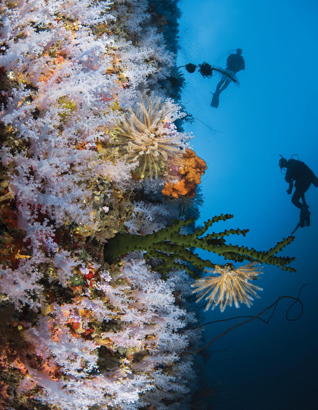 Great White Wall Fiji