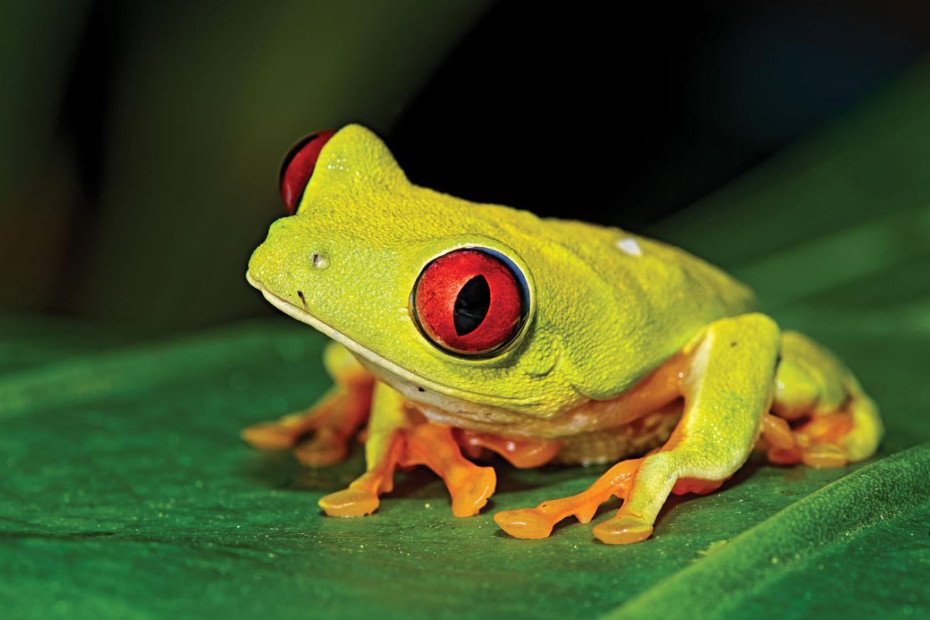 Red Eye Tree Frog