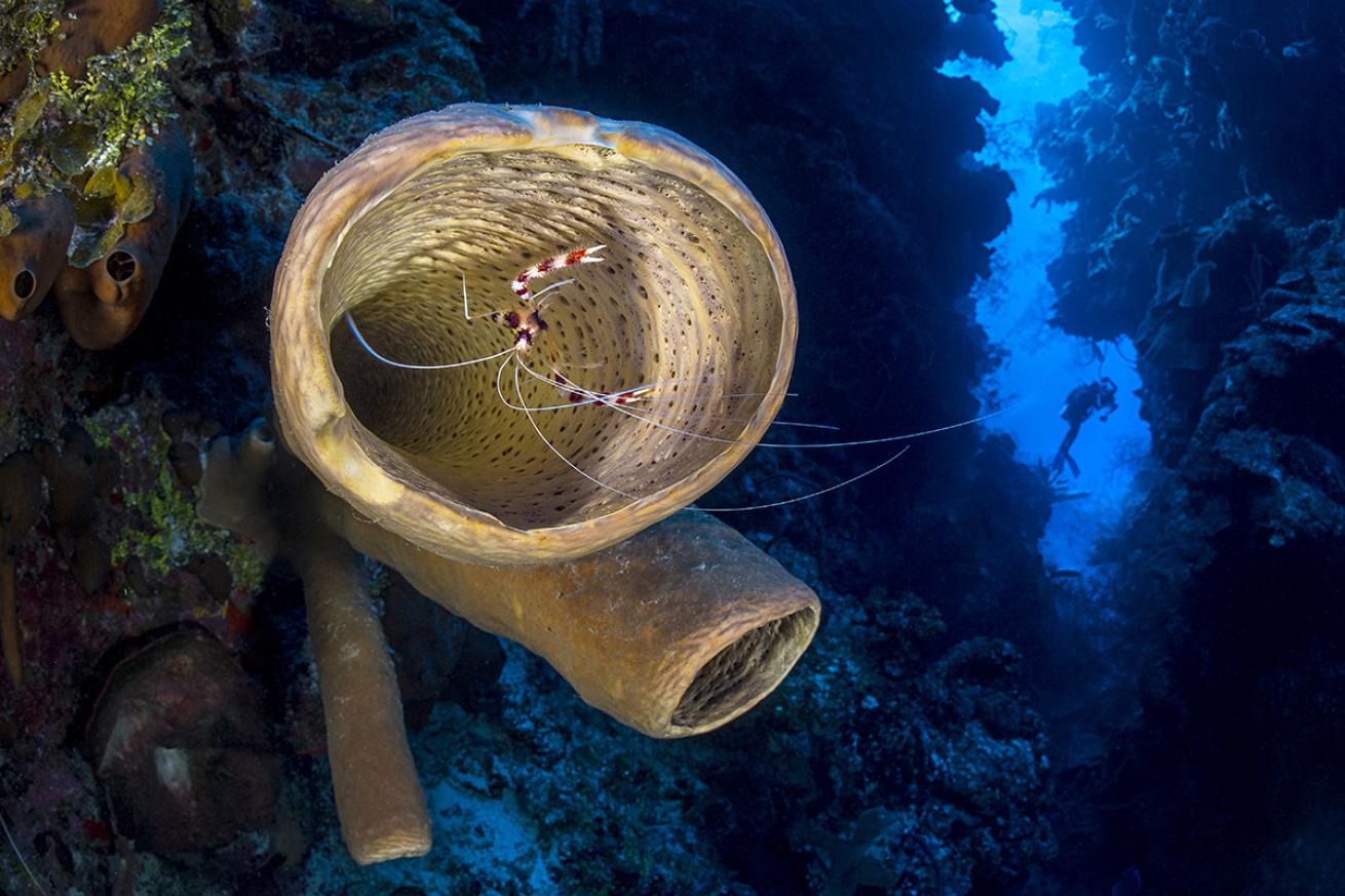 Cayman Islands Underwater Walls 