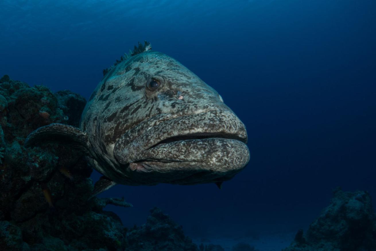 Potato Grouper Cairns, Australia