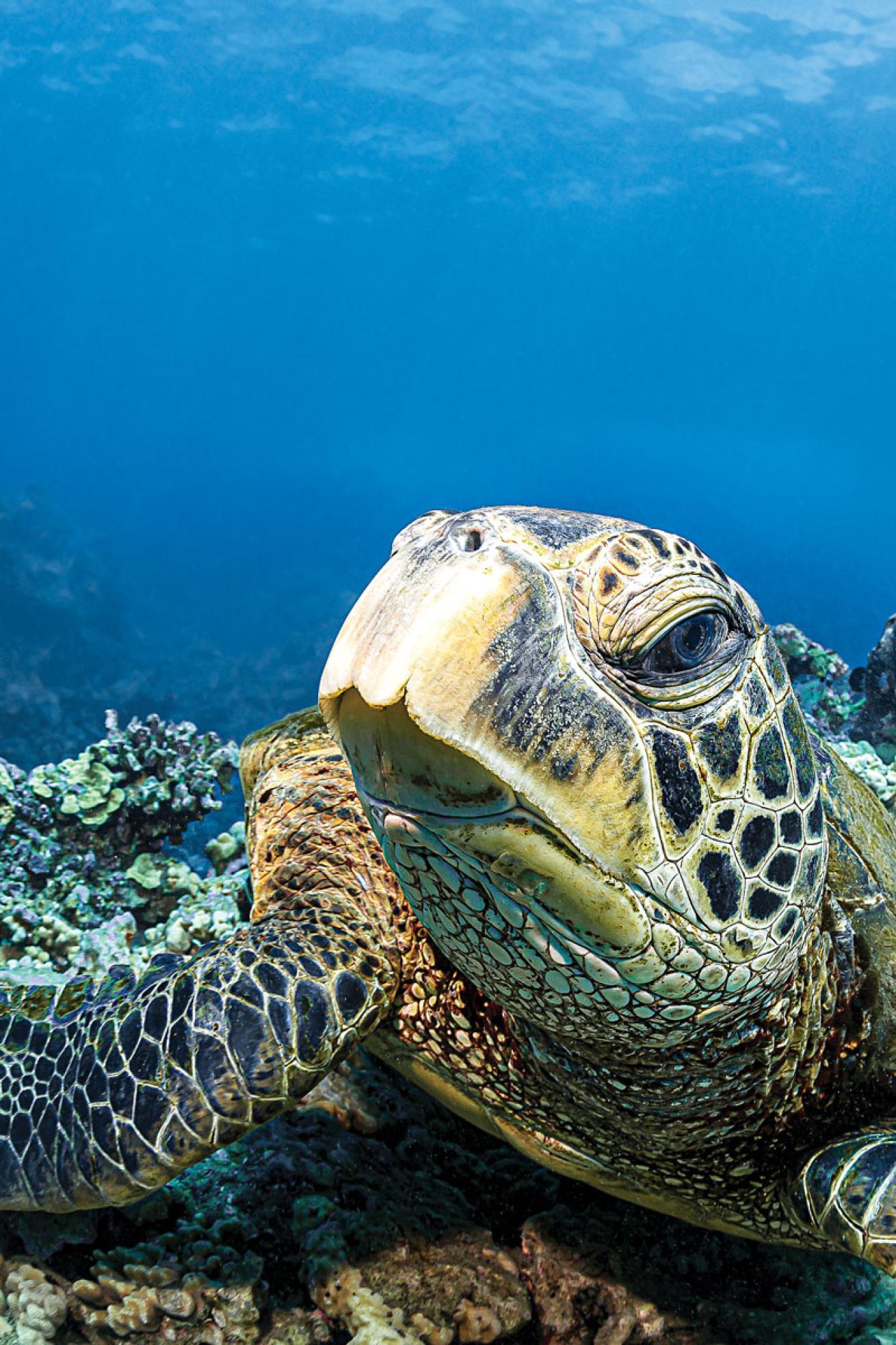 Green Sea Turtle Hawaii