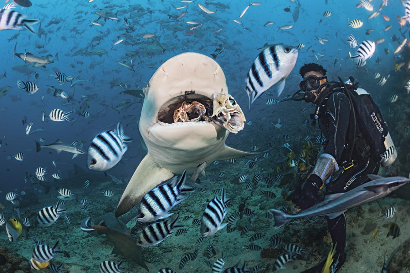 Beqa Island Shark Dive