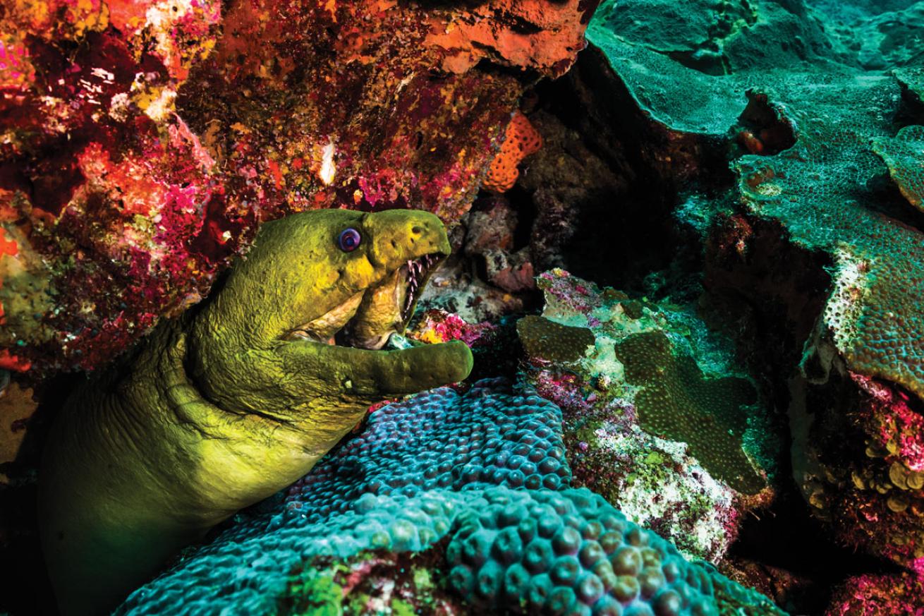 Eel in Flower Garden Banks