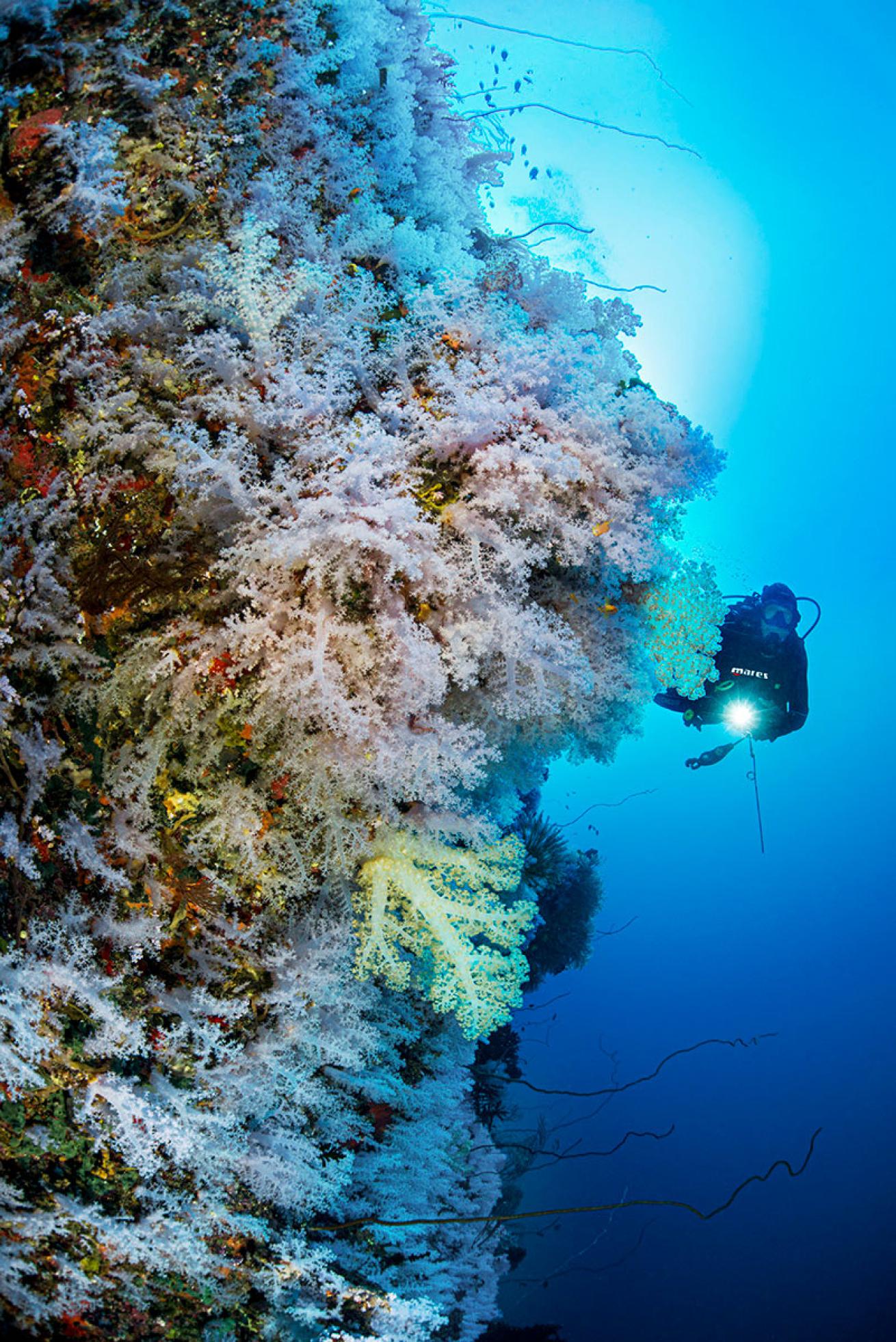 Great White Wall Fiji