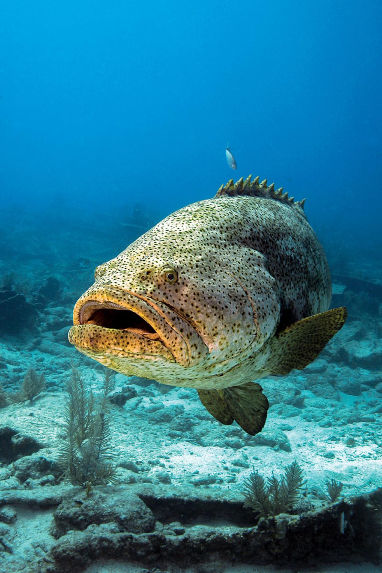 Goliath Grouper in Florida