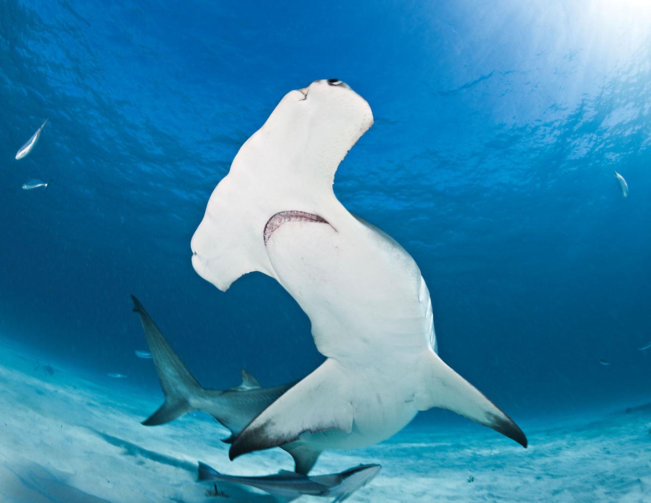 Great Hammerhead in Bimini 