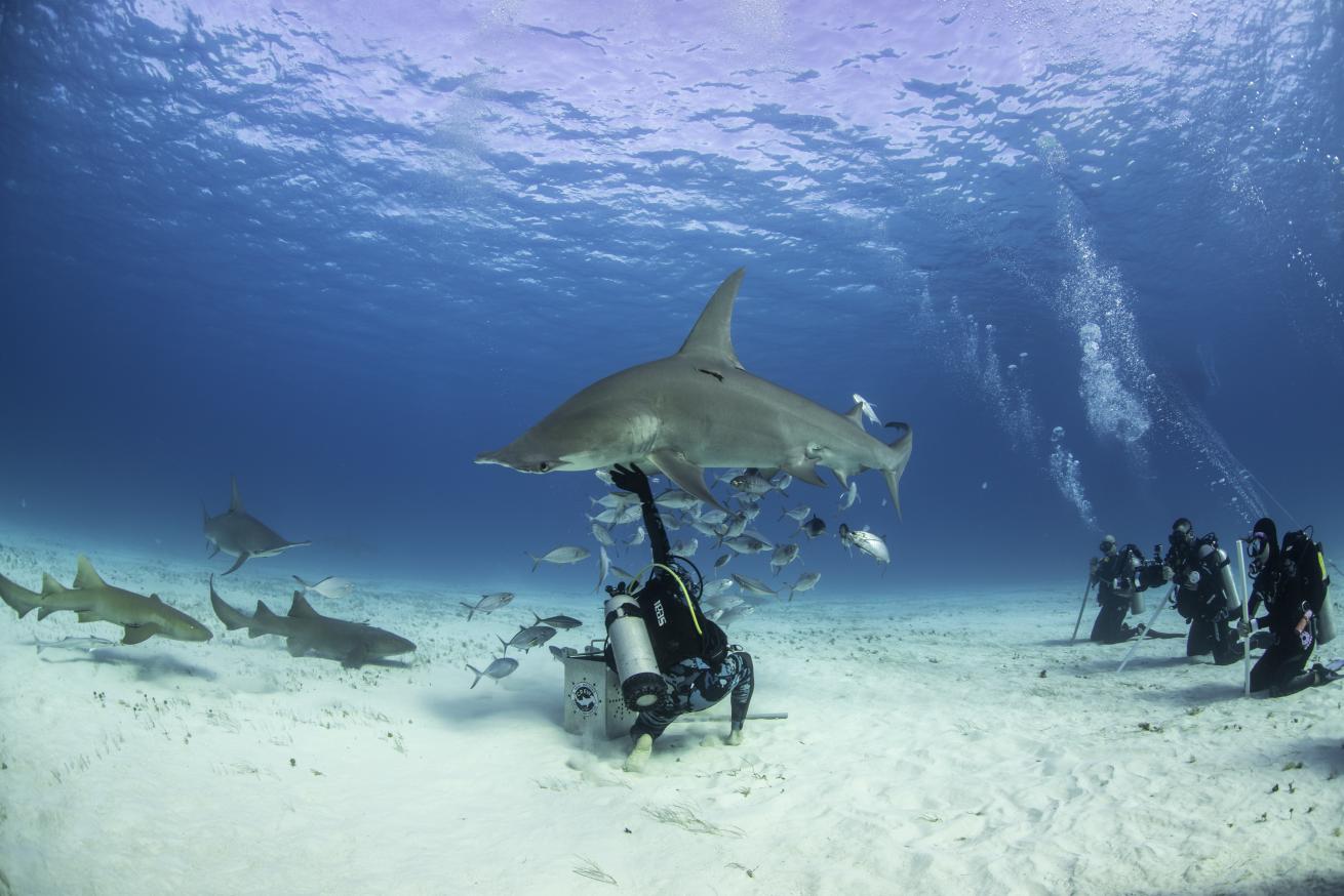 Bahamas Ministry of Tourism