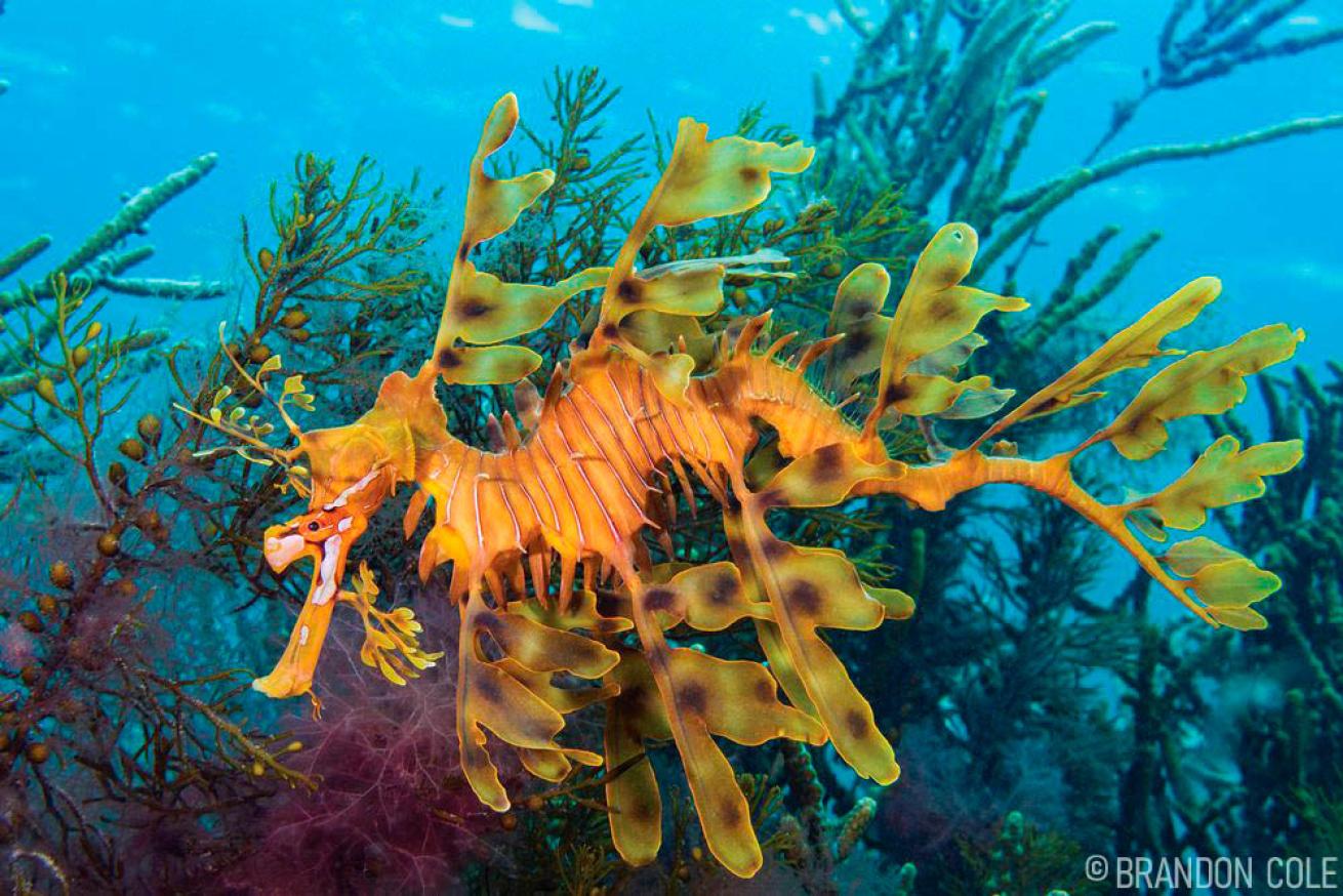 Leafy Seadragon in Australia 