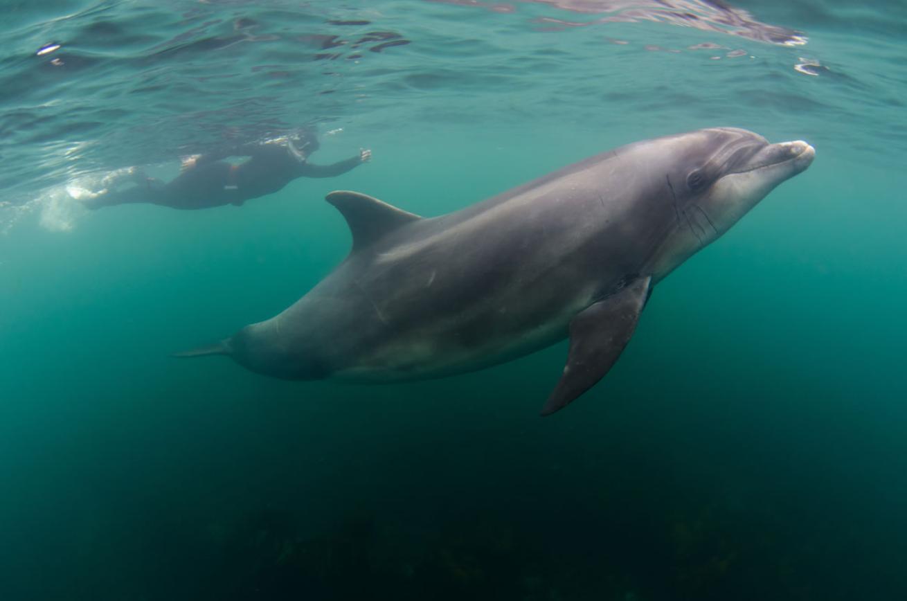 Scuba Diving with Dolphin Ireland