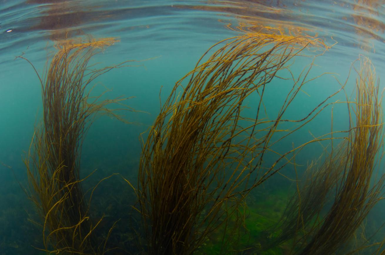 Scuba Diving Ireland