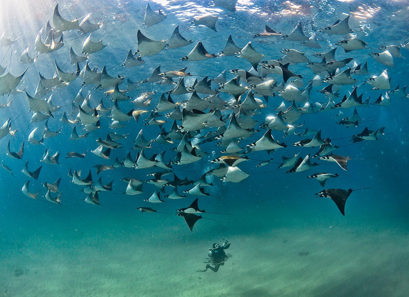 Mobula Rays Mexico