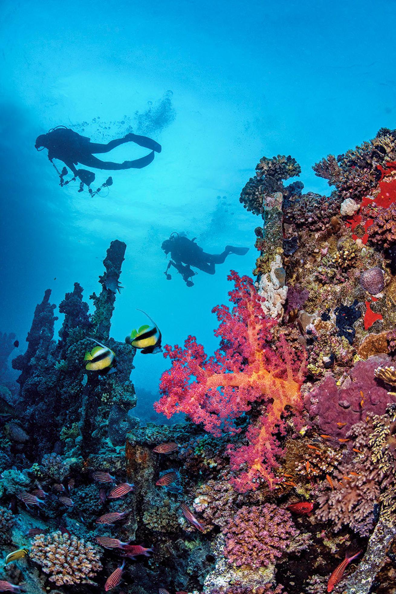 Red Sea Coral Reef