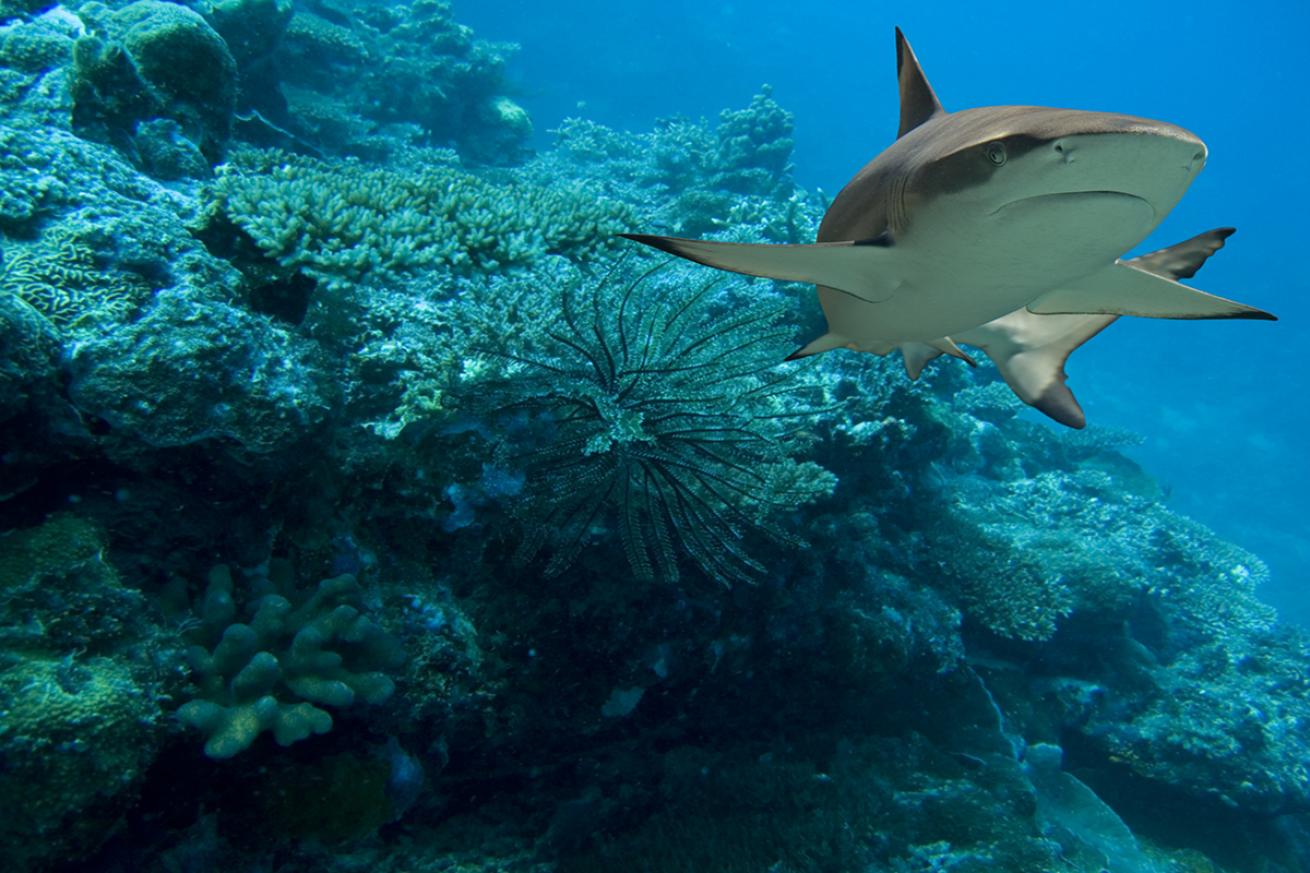 blacktip reef shark near coral