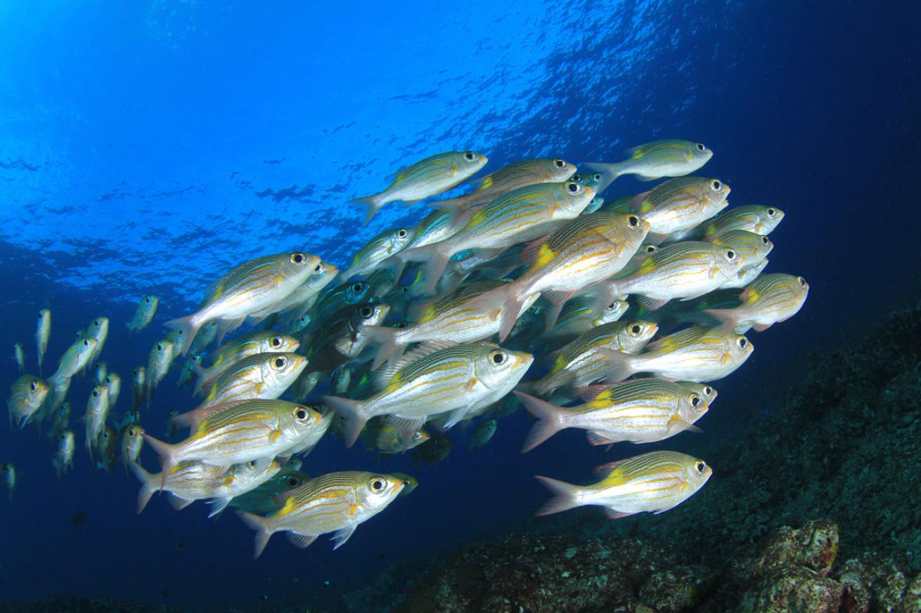 Schooling Snapper Underwater