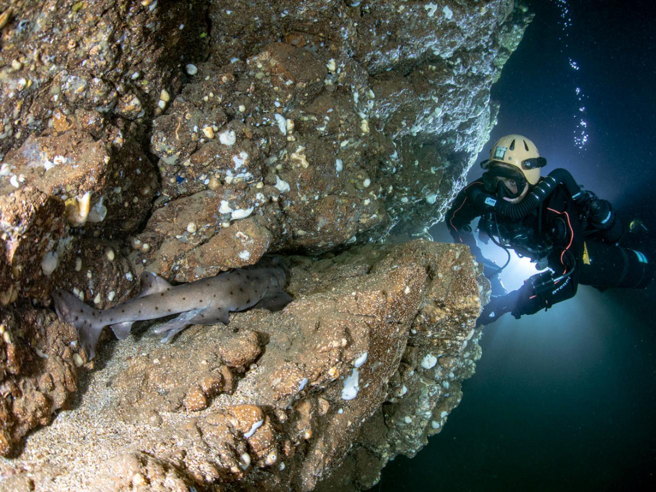 Channel Islands Diver with Sleeping Shark