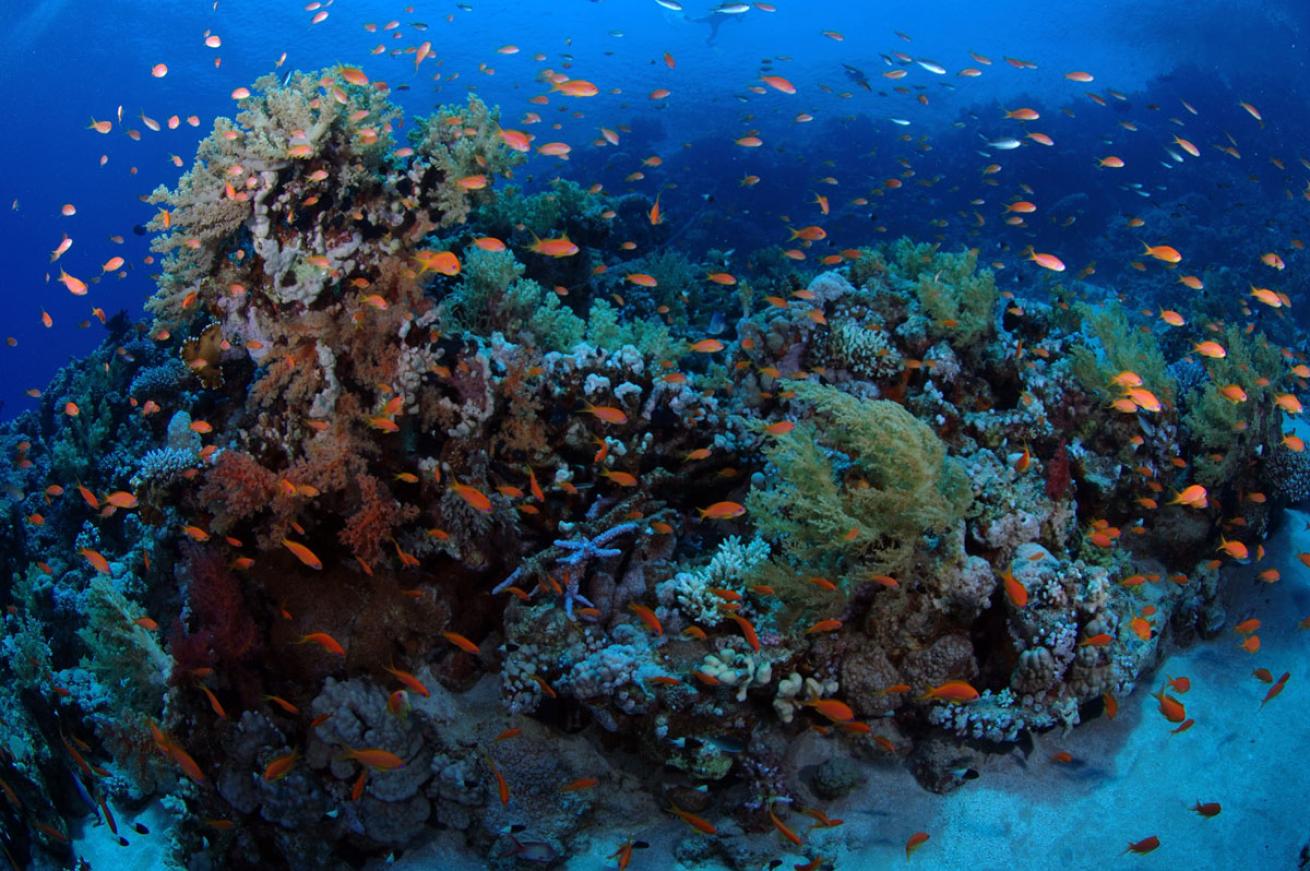 Shallow Reef at Red Sea Egypt