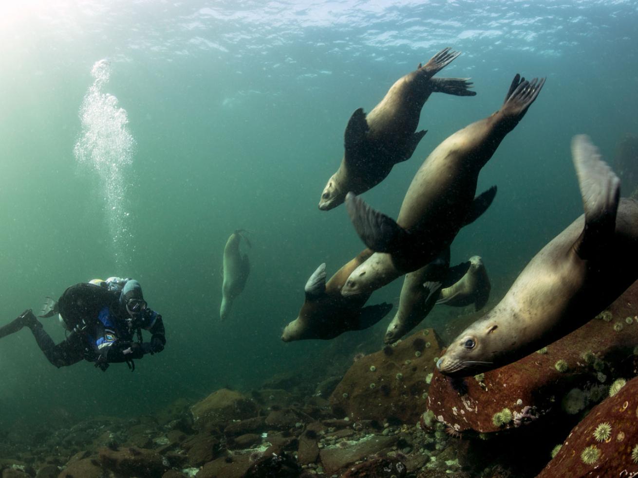 Hornby Island Seal Diving