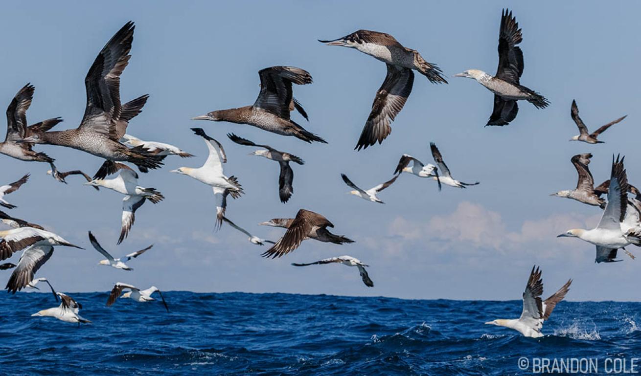 Sardine Run South Africa Birds