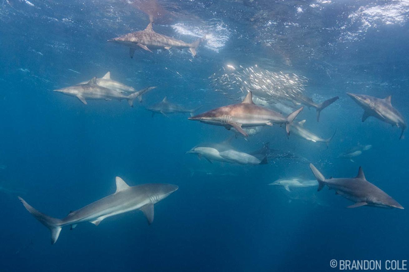 Sardine Run South Africa Blacktip Sharks