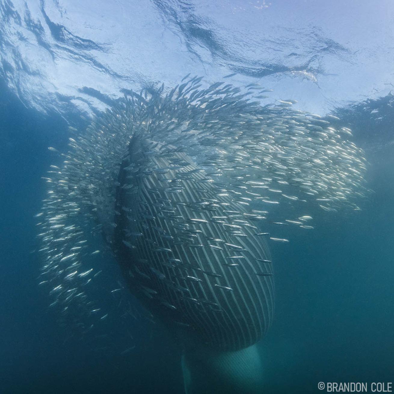 Sardine Run South Africa Bryde's Whale