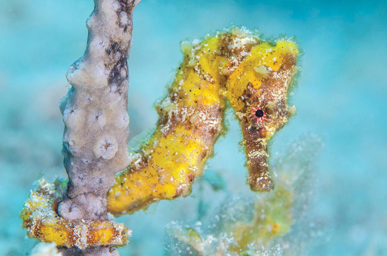 Macro Seahorse in Grand Cayman