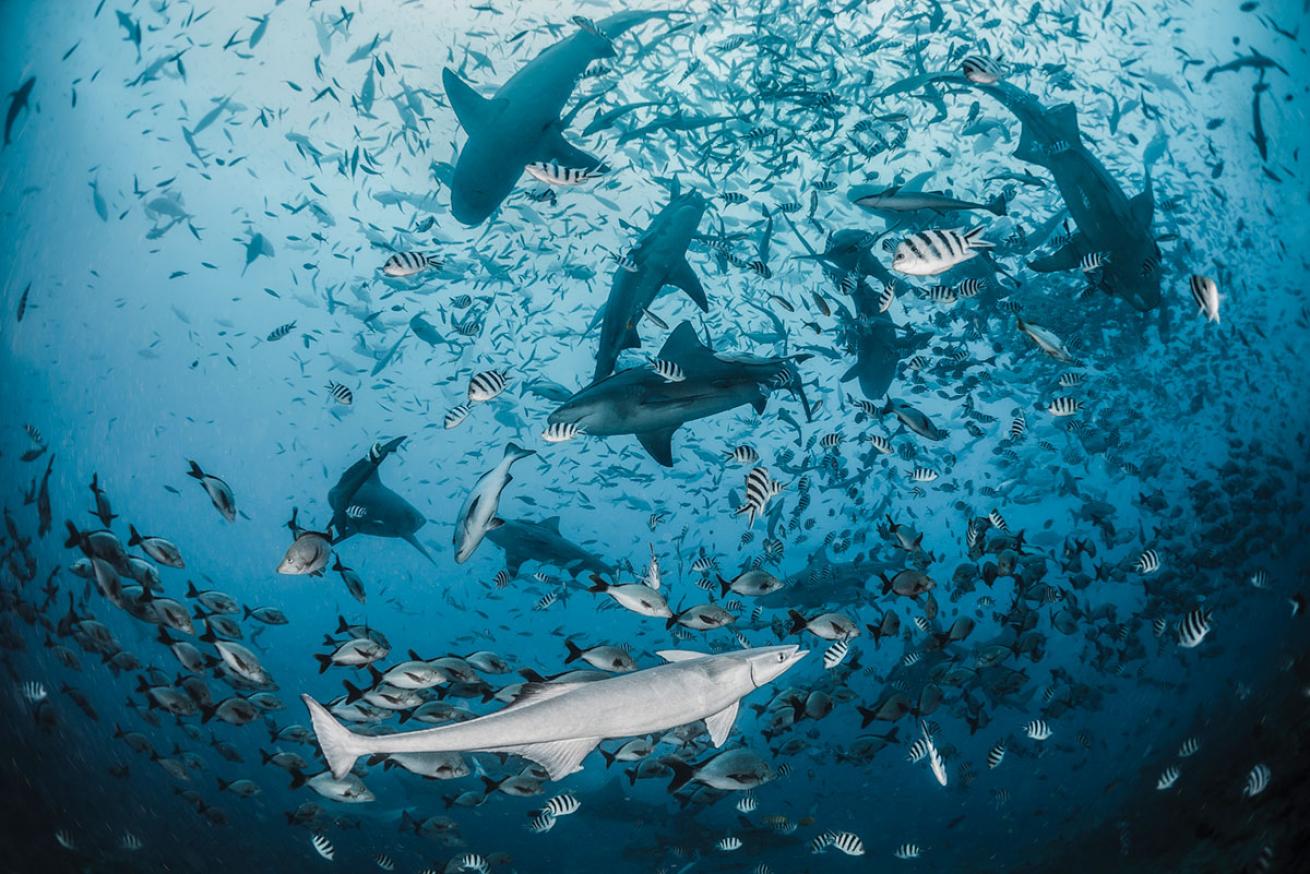 Cathedral Shark Dive in Fiji