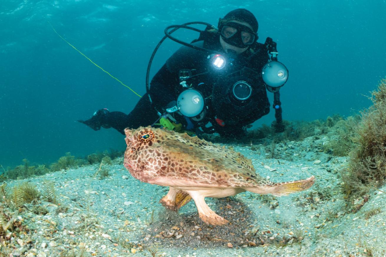 Diver at Blue Heron Bridge