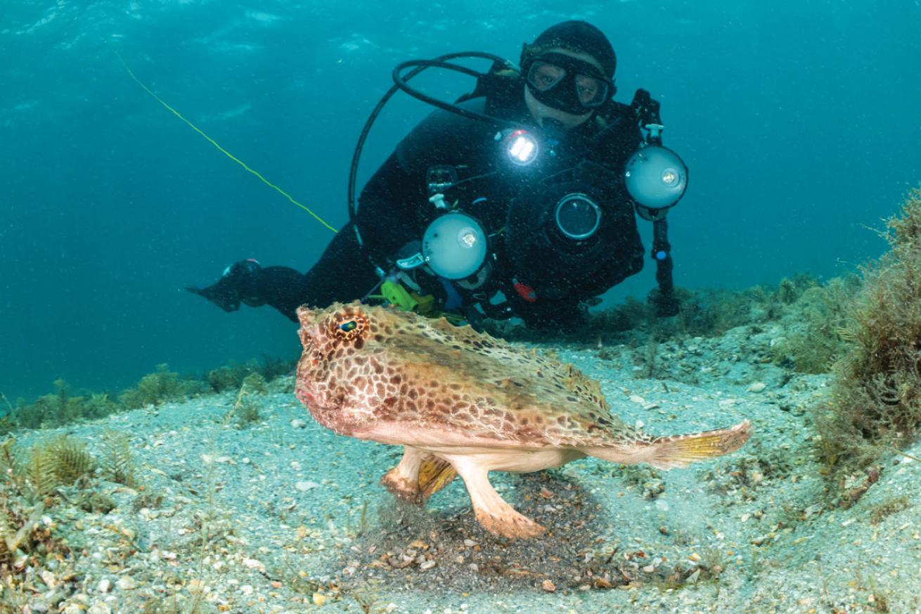 Diver at Blue Heron Bridge 