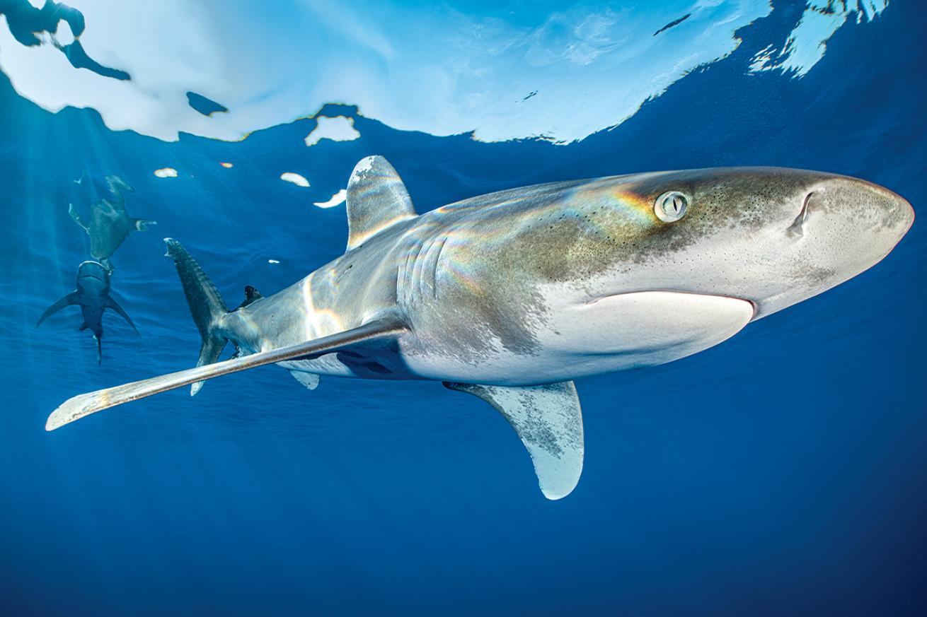 Oceanic whitetip swims near the camera