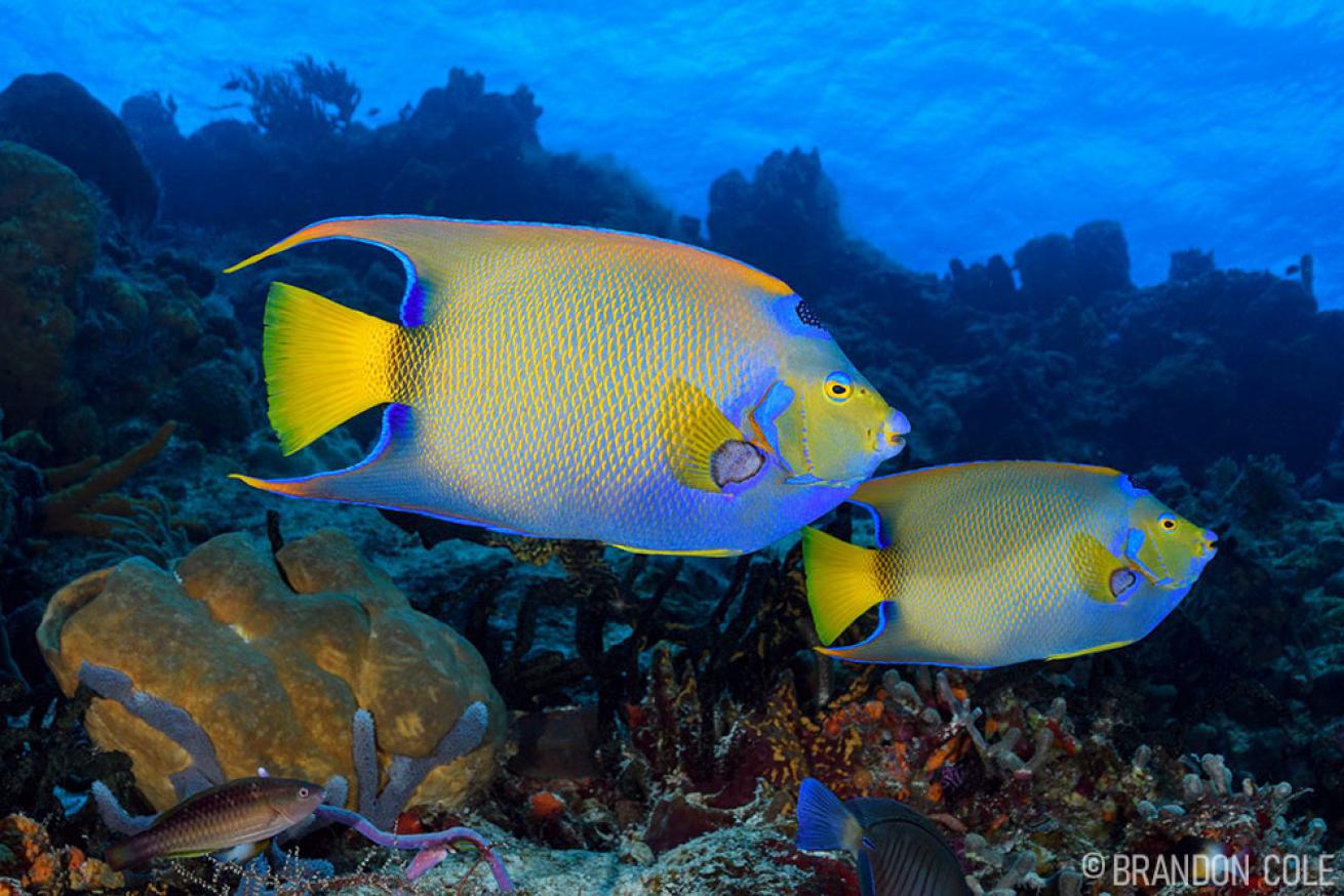 Queen Angelfish Cozumel