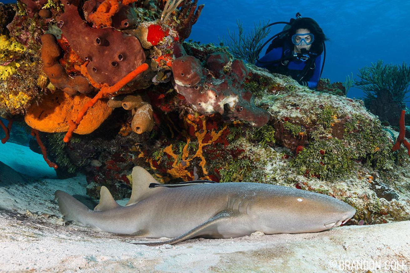 Atlantic Nurse Shark Cozumel