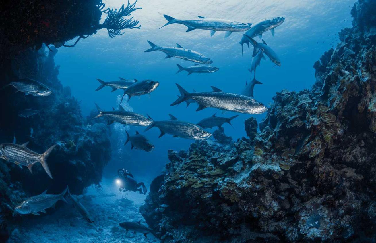 Atlantic Tarpon Cayman Islands