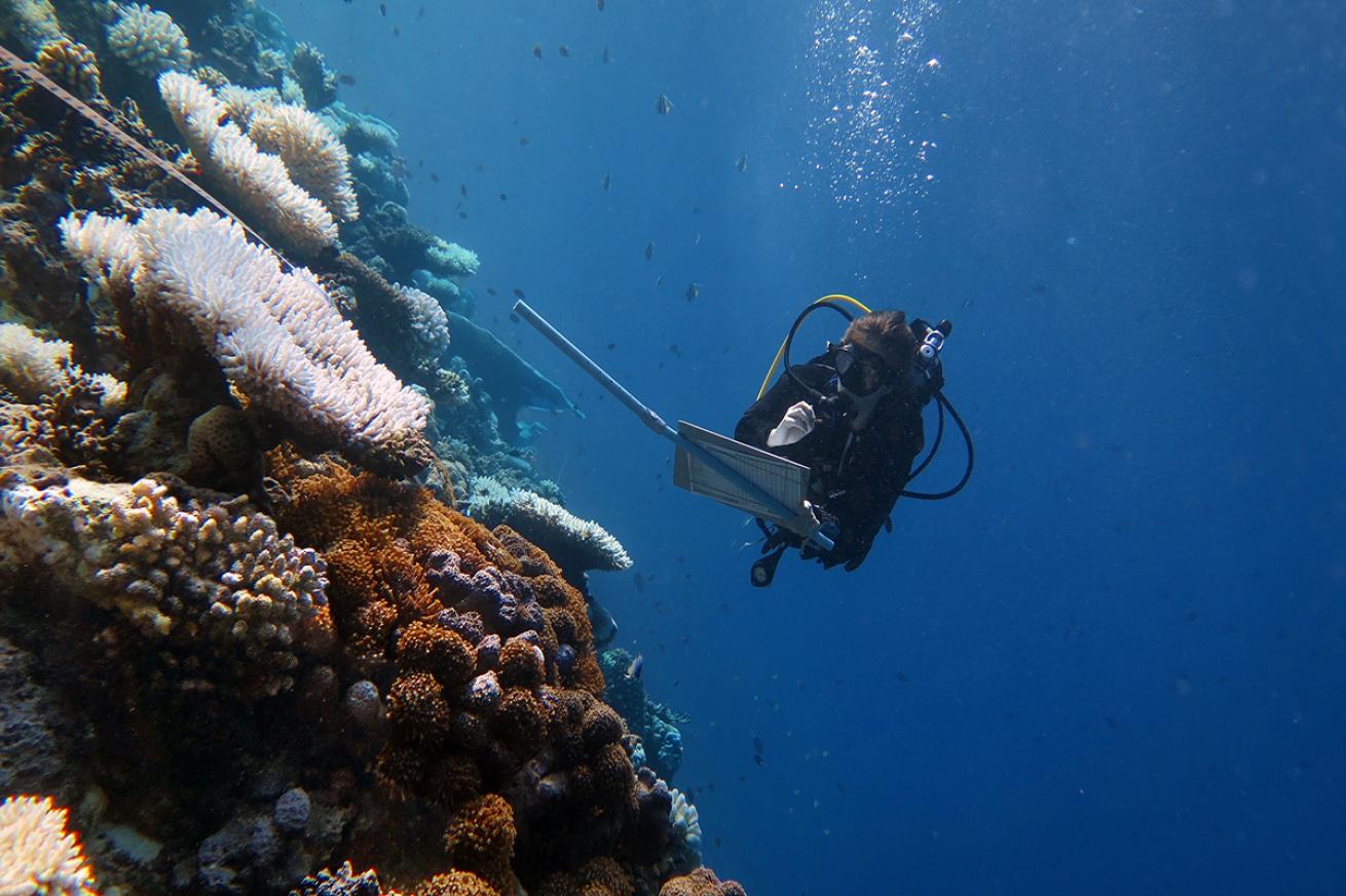Dr. Margaux Hein gathers coral restoration data in the Maldives.