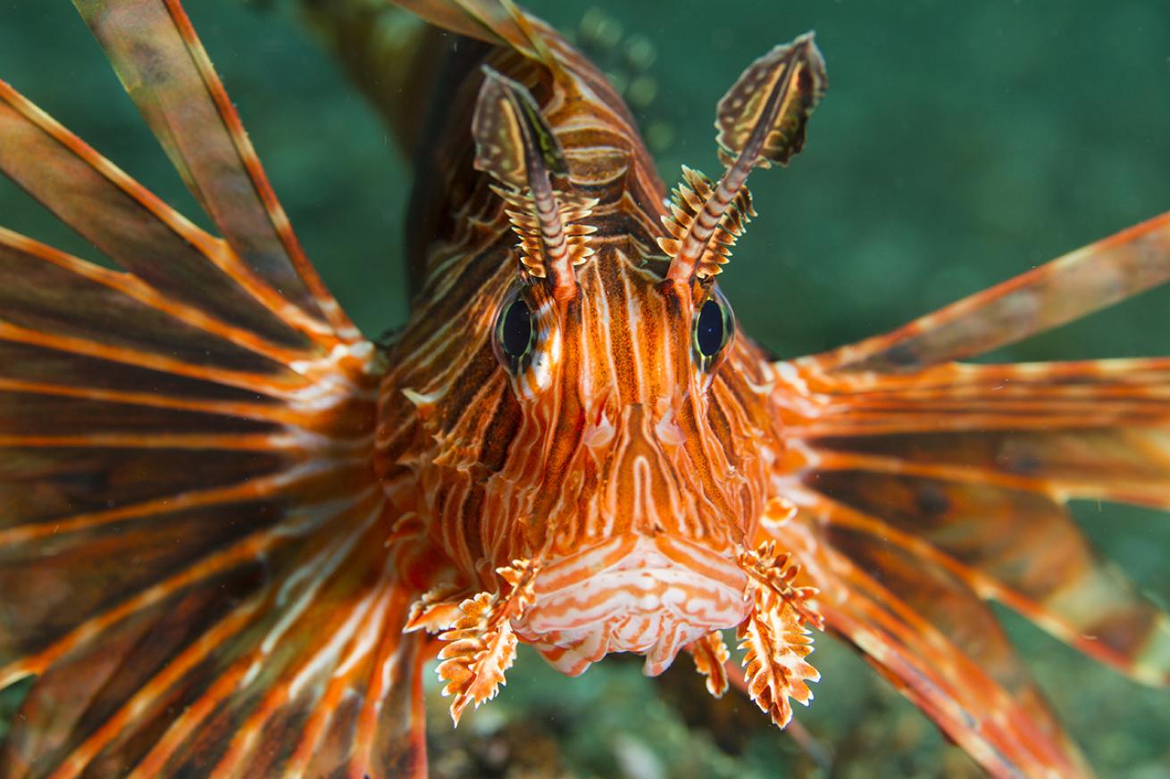 Lionfish