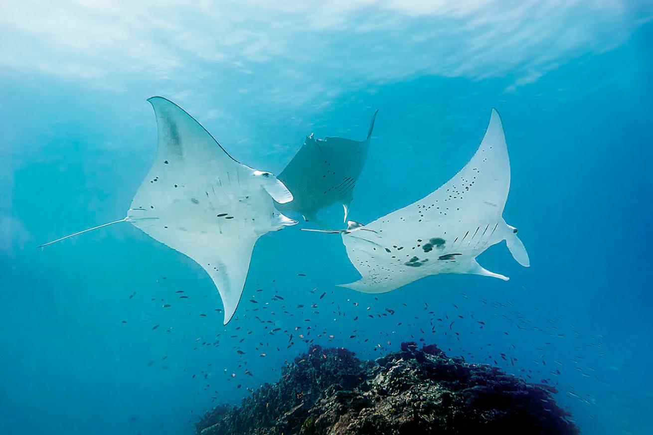 Three mantas circle off the coast of Lady Elliot Island