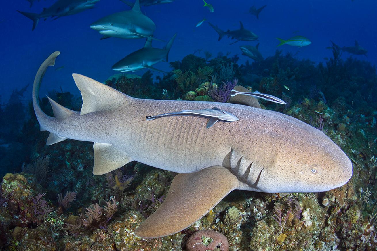 Nurse shark swims in Exuma