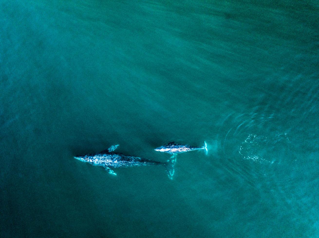 Gray Whale Migration