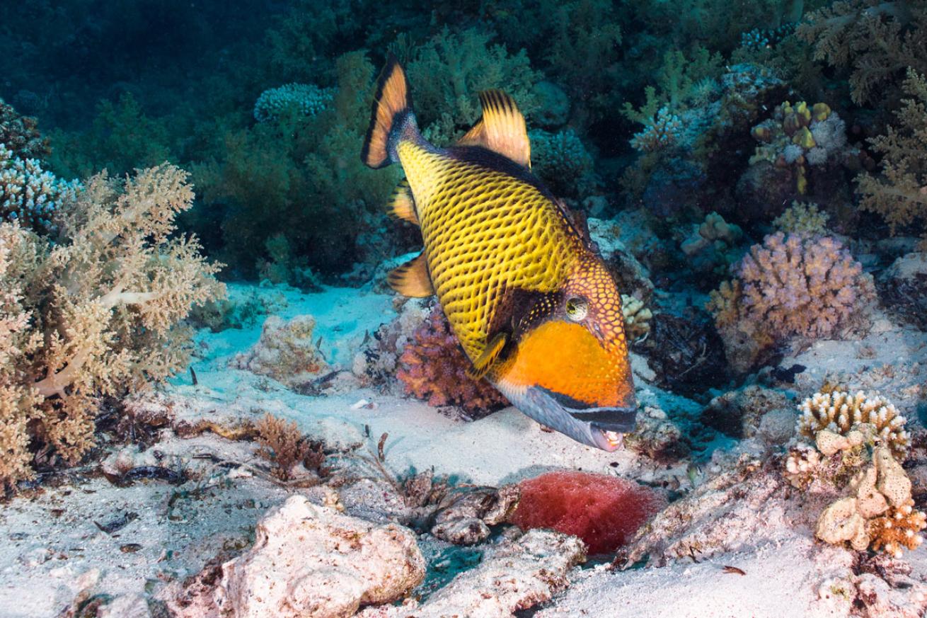 Titan Triggerfish Protects Eggs