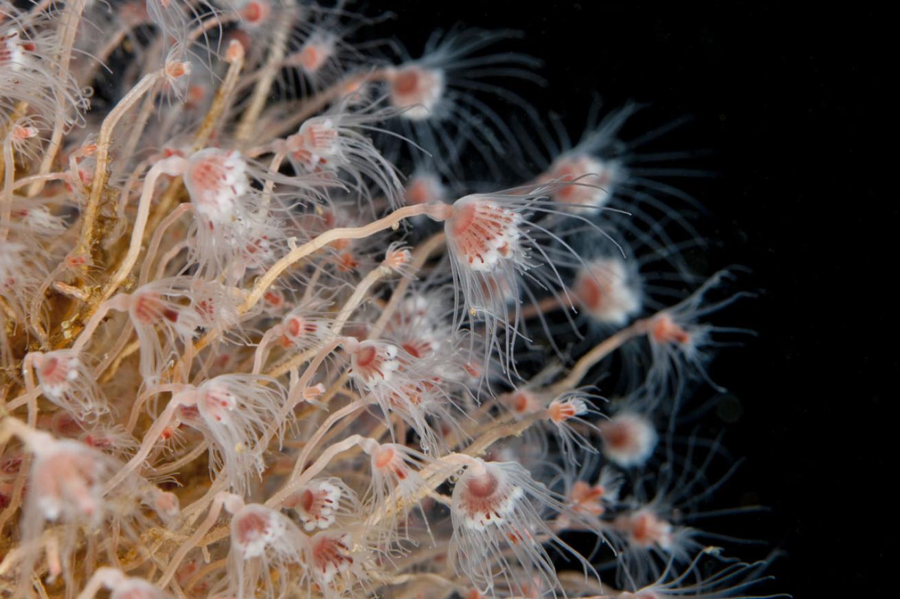 Tubularia Hydroid