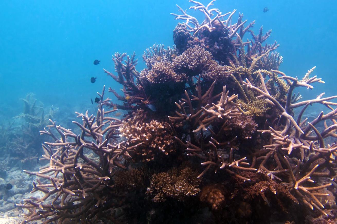 Fish swim behind a restored coral structure in Koh Tao, Thailand.