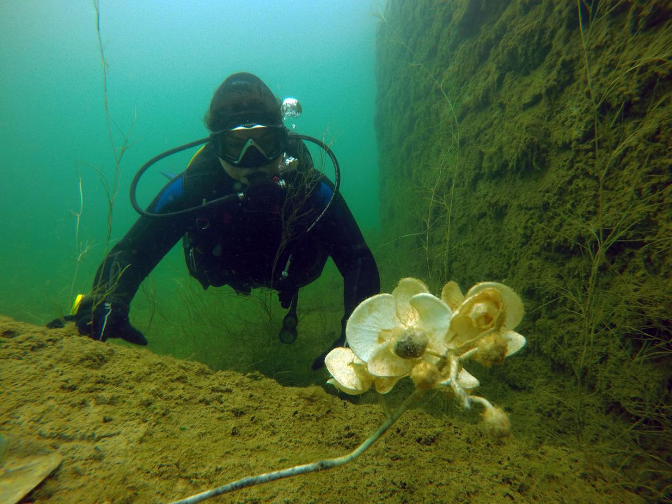 Scuba Diver Underwater at Rummu Quarry