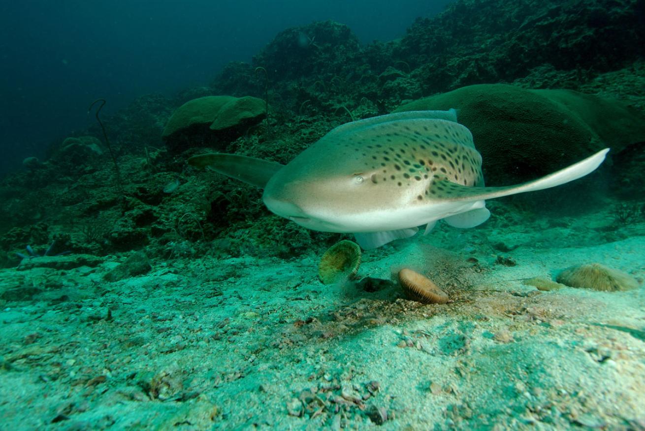 Leopard Shark in Thailand