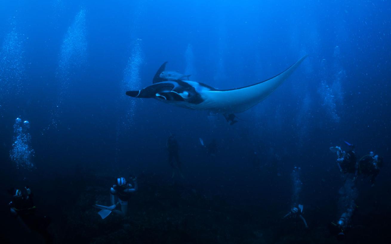 Manta Ray in Similan Islands