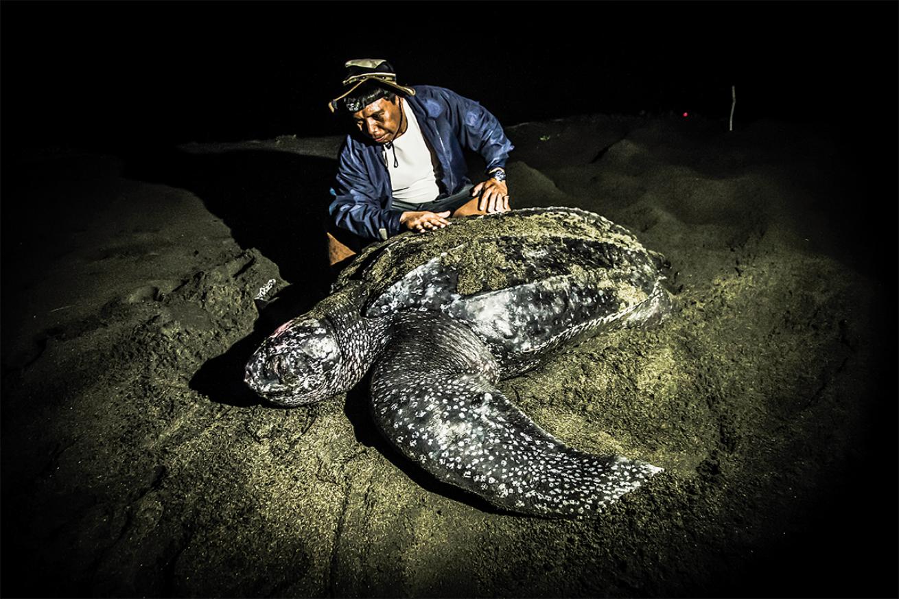 Man with leatherback sea turtle