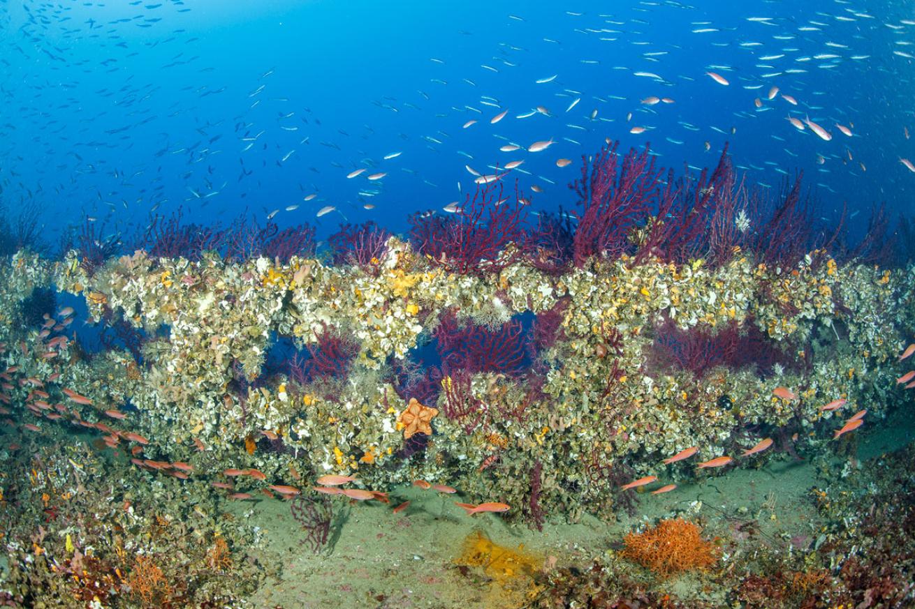 SS Michael N. Maris Shipwreck