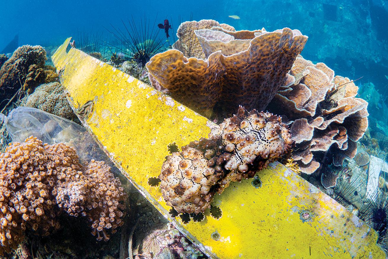 Marine debris on a reef.