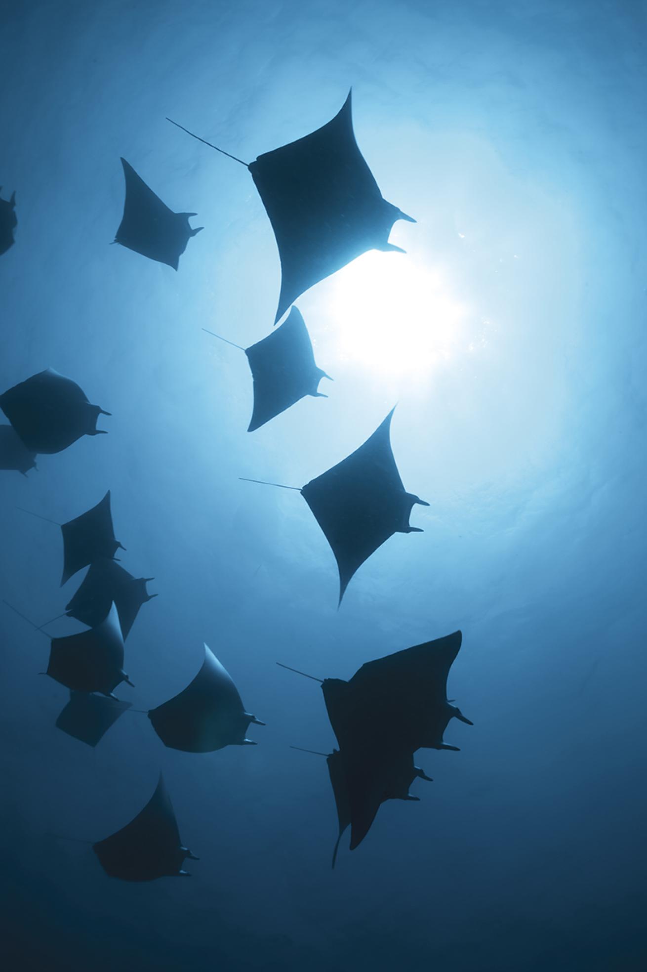 Mobula rays 