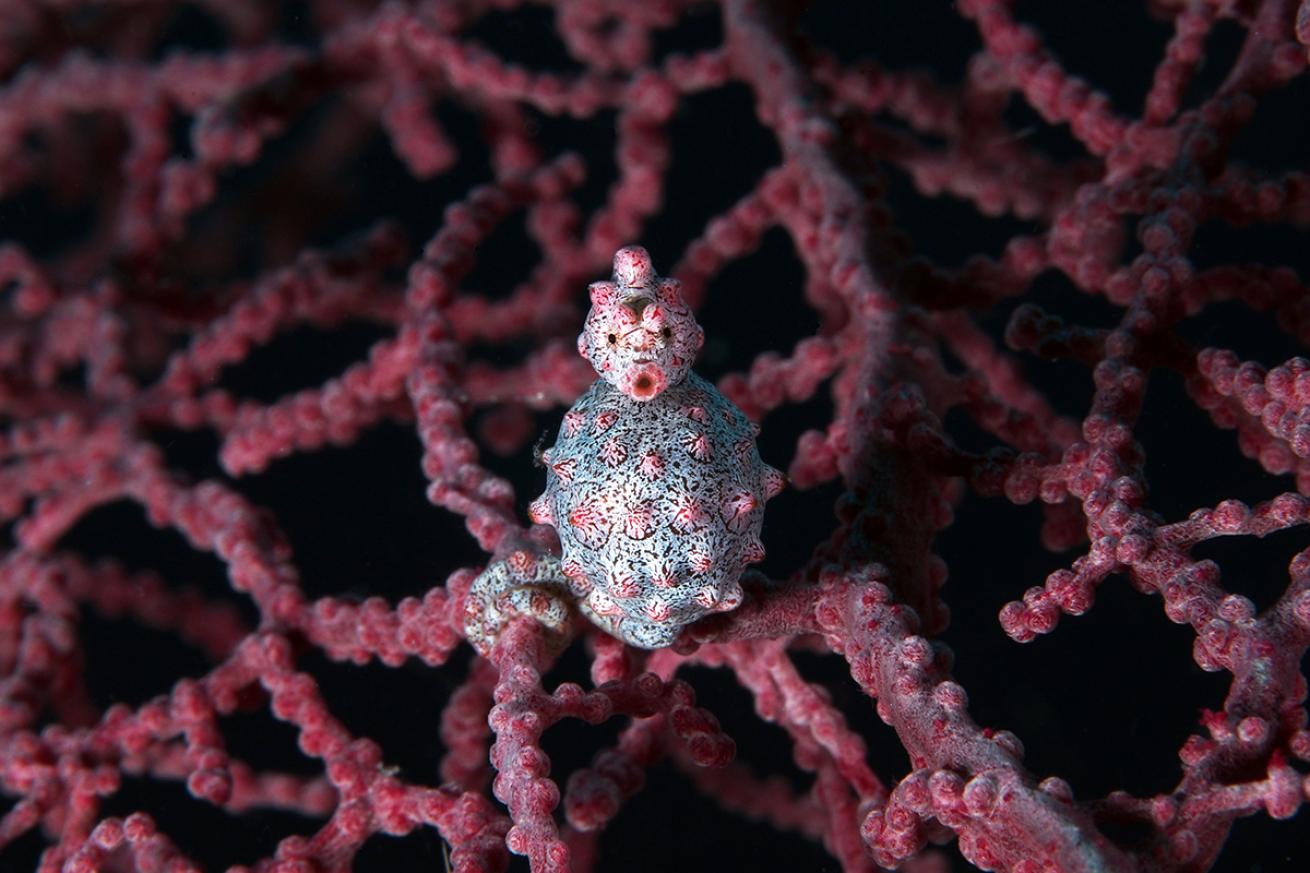 Pregnant Pygmy Seahorse