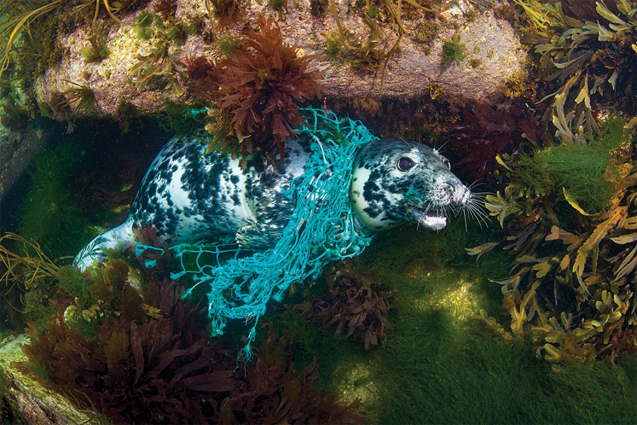 Seal caught in fishing net.